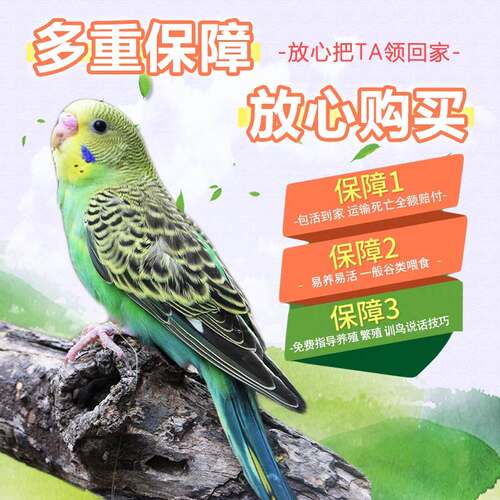 欧立海鹦鹉活鸟活物虎皮鹦鹉小鸟活鸟会学说话的鸟类活鸟宠物鹦鹉