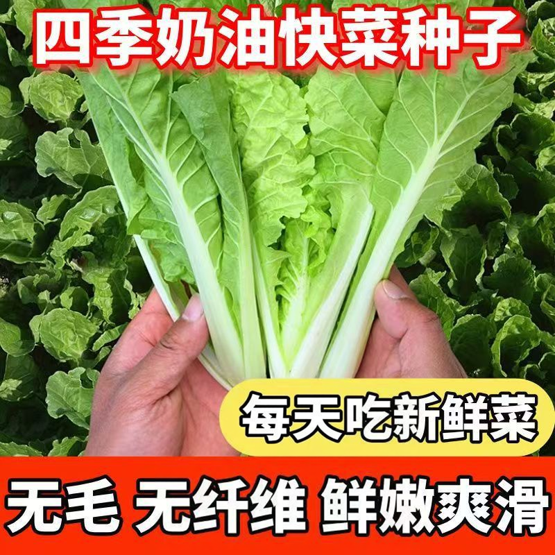 【奶油快菜种子】小白菜奶油快菜种籽四季花盆庭院种植快菜种子yz
