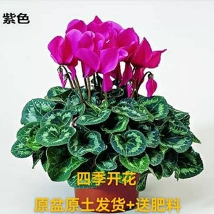 仙客来盆栽带花适合阳台种的植物盆花四季开花喜阳耐晒绿植花卉