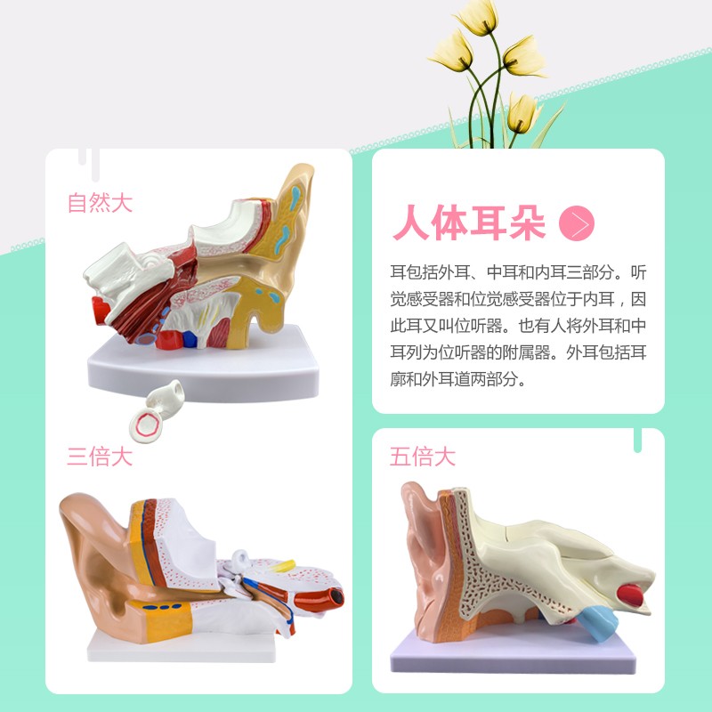 耳模型 耳朵解剖l结构 内耳迷路模型耳鼻喉科 人体听觉系统模型