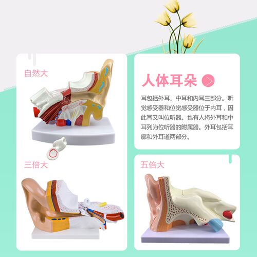 耳模型 耳朵解剖l结构 内耳迷路模型耳鼻喉科 人体听觉系统模型