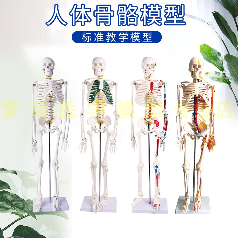 85 1b70cm人体骷髅骨架可拆卸医学全身骨骼带肌肉解剖模型玩具摆