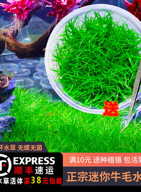 前景草新手日本迷你牛毛水草鱼缸造景爬趴地珍珠无菌杯水草牛毛草