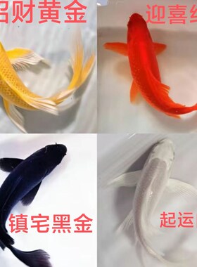 冷水淡水观赏鱼锦鲤鱼活鱼金鱼中国红小型好养红鲤鱼纯种小锦鲤