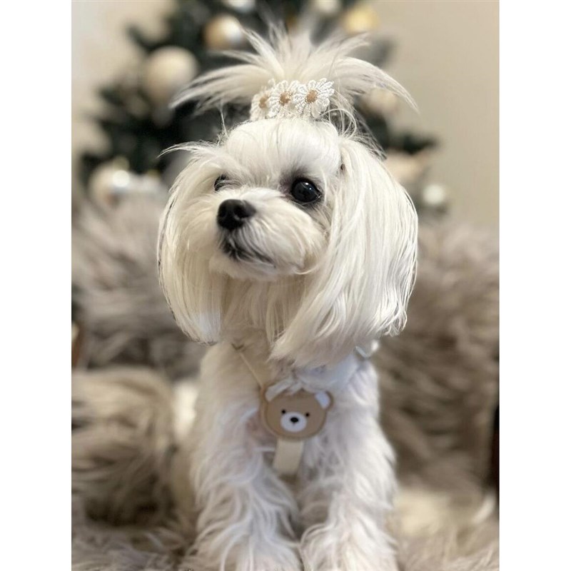 韩国ins可爱皮质柔软耐用胸背套装泰迪比熊犬猫咪狗狗外出牵引绳