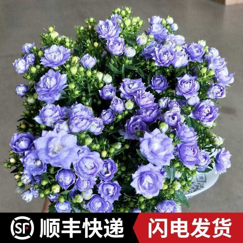 丹麦风铃盆栽重瓣风铃花苗带花苞铃铛花庭院阳台四季花卉观赏风铃