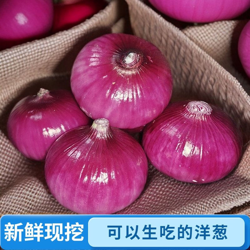 【精品扁洋葱】紫红皮洋葱鲜嫩多汁圆葱头生吃专用农家自种蔬菜