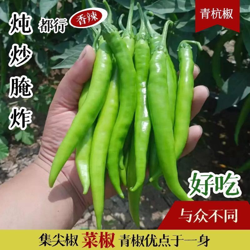 【现摘杭椒】新鲜现摘杭椒白辣椒青椒尖椒泡椒虎皮辣椒特辣