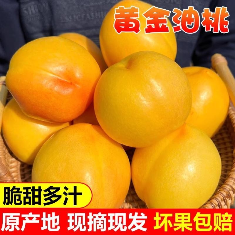 悅食宜黄金油桃应季水果产地直发脆甜多汁现摘现发
