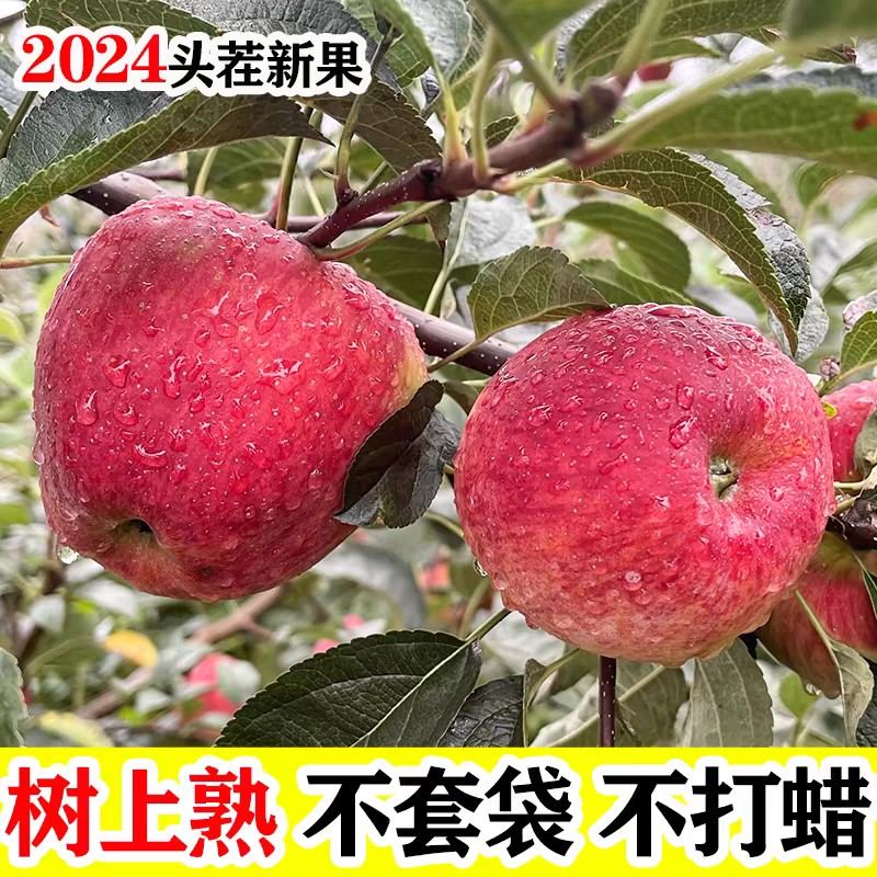 【二嫂专属】2026年云南昭通红露苹果现摘现发脆甜多汁产地直发