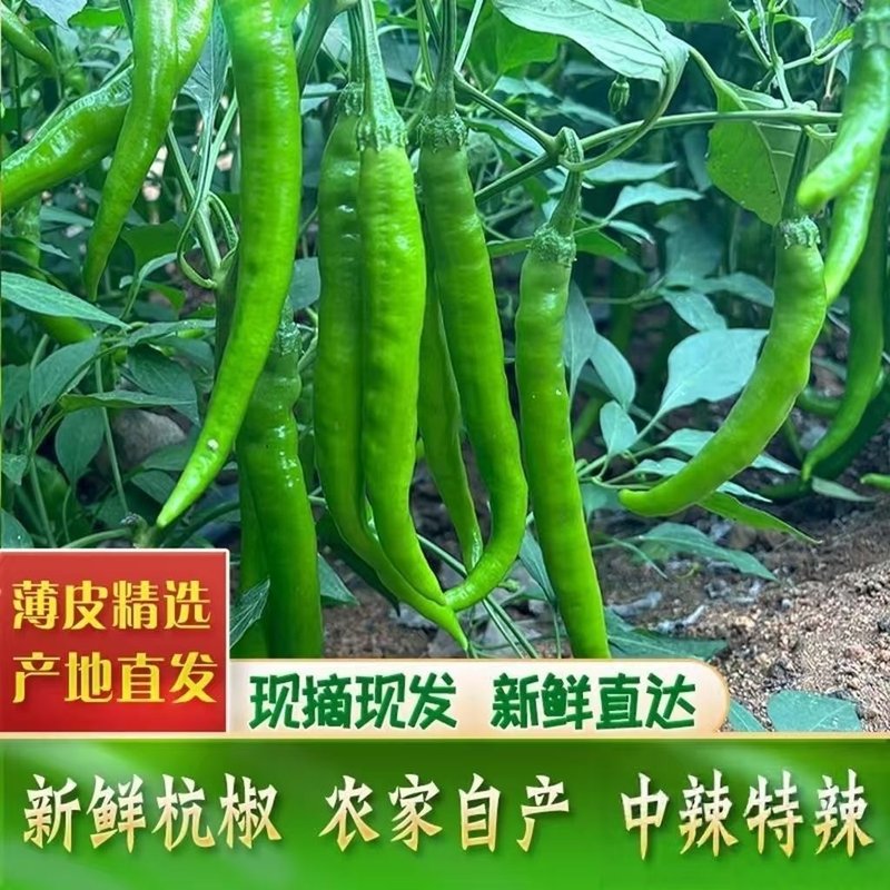 【特辣】新鲜现摘现发正宗特辣辣椒杭椒线椒薄皮肉厚超辣可蘸酱腌