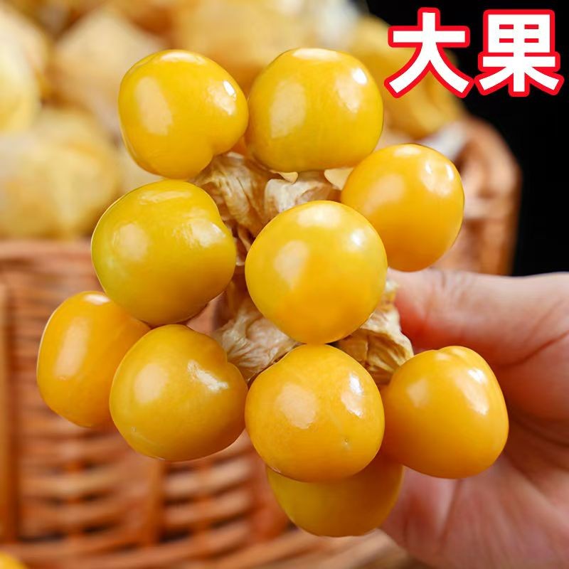 东北头茬应季姑娘果新鲜采摘当季水果精选大果