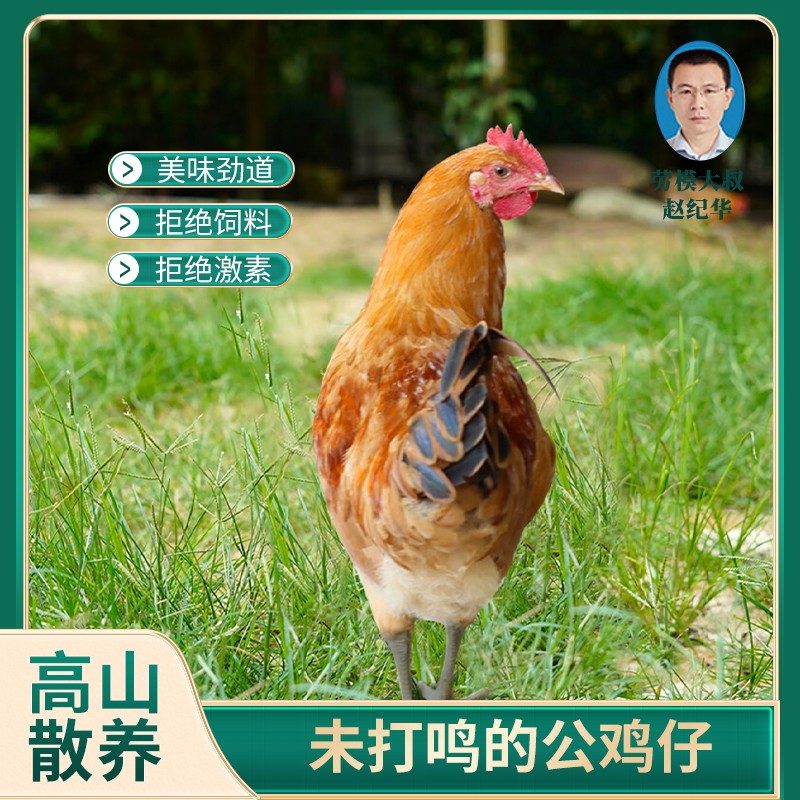 劳模大叔【3只装】散养4个月琅琊童子小公鸡散养土鸡3只保底4斤以