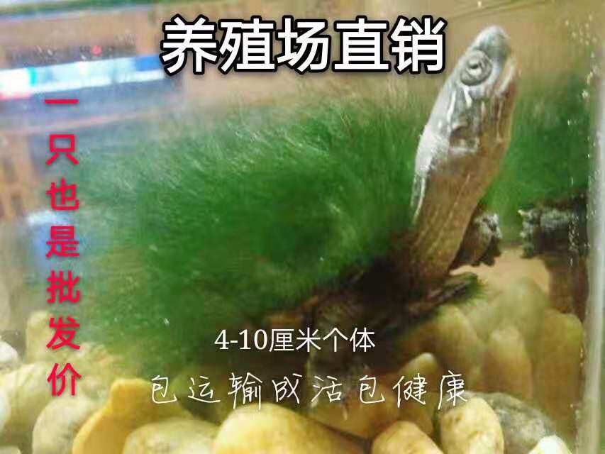 绿毛龟金线龟中华草龟底绿毛龟瑕疵品处理观赏龟水龟10只包邮