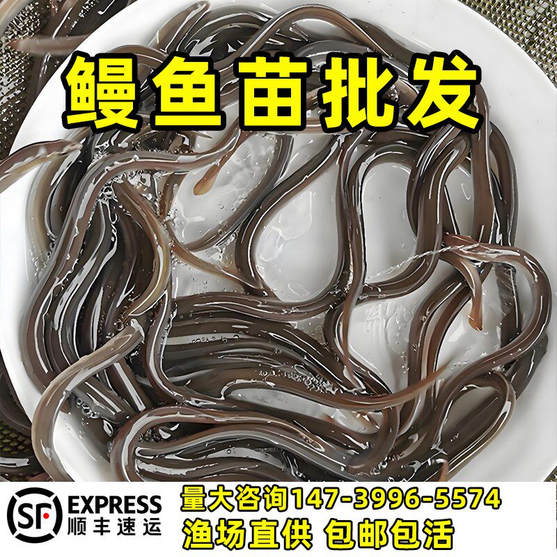 鳗鱼苗淡水养殖花鳗苗白鳝苗河鳗苗花鳝苗可混养鳗鲡苗青鳗苗包活