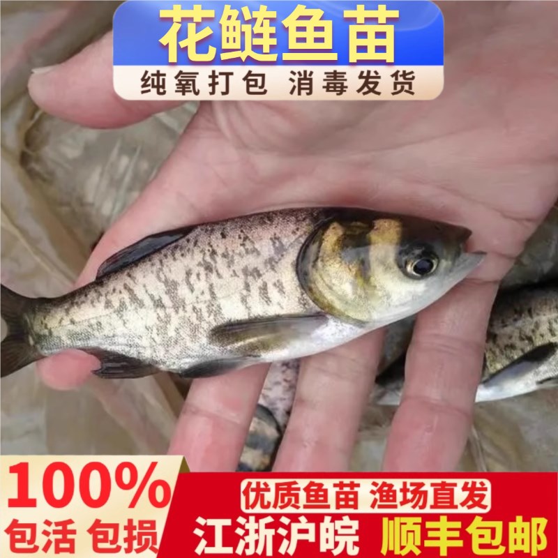 特大花鲢鱼苗胖头鱼苗包头鱼芝麻花莲鱼苗大头鱼淡水养殖纯氧打包