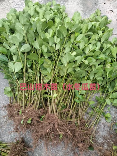 四川桤木水冬瓜树水青凤桤蒿南方新鲜新款南方种植室外