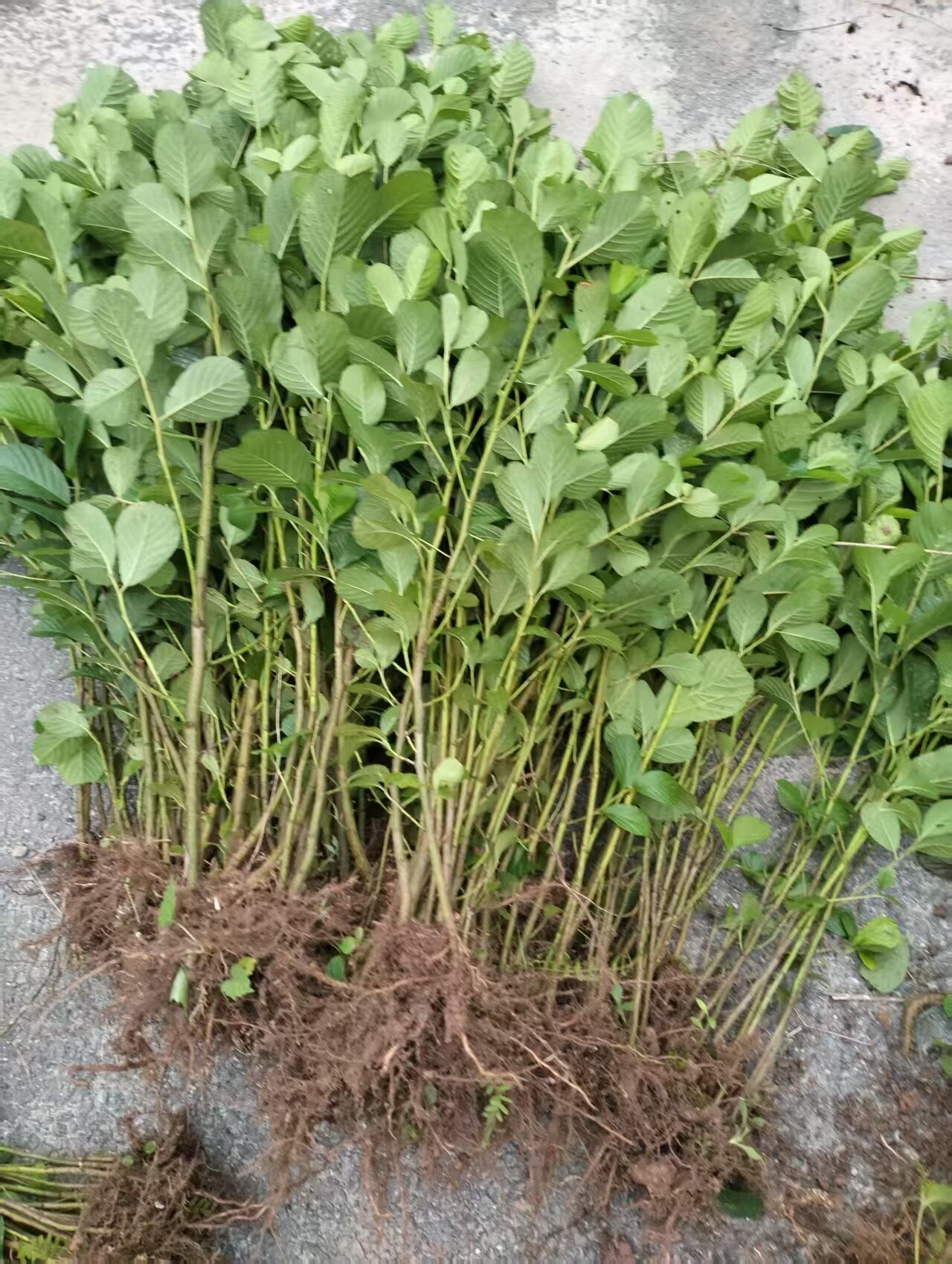 桤木水冬瓜树 水青凤 桤蒿 南方新鲜新款南方种植室外四川