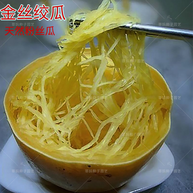 金丝搅瓜绞瓜角天然粉丝南瓜西葫芦种籽四季春秋播庭院蔬菜种孑子