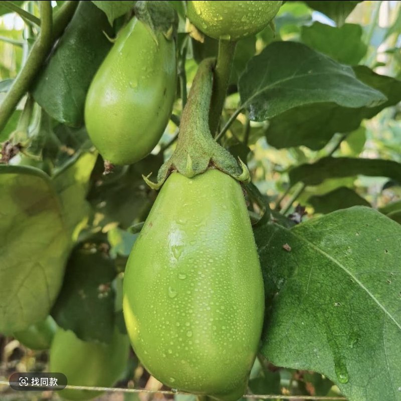 (新人)河南新鲜现摘青茄子时令蔬菜鲜嫩可口