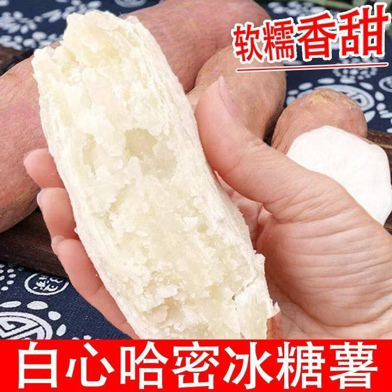 G哈密冰糖心白薯软糯香甜新鲜密薯农家种植