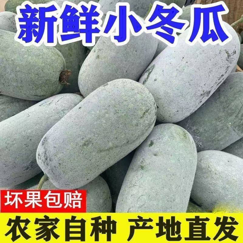 【到手9斤】新鲜现摘迷你小冬瓜挂霜水果冬瓜煲汤食材时令蔬菜567