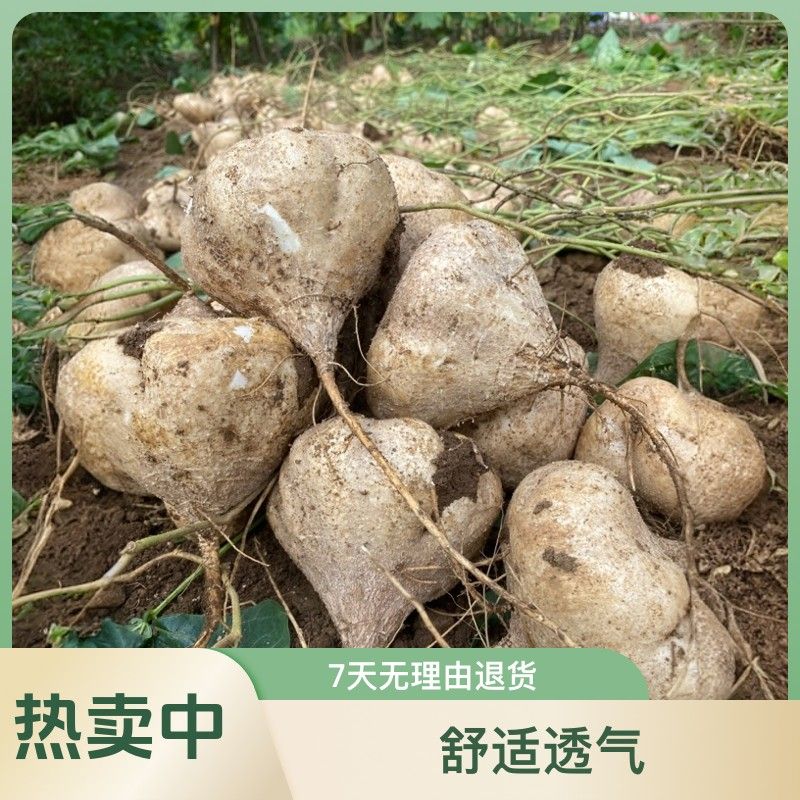 广西百朋新鲜凉薯葛薯白瓜土瓜地萝卜当天挖当天发5斤