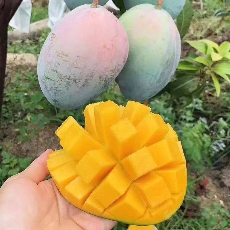 【放软吃】正宗凯特芒果超值9斤装大果肉厚 昆明仓发货
