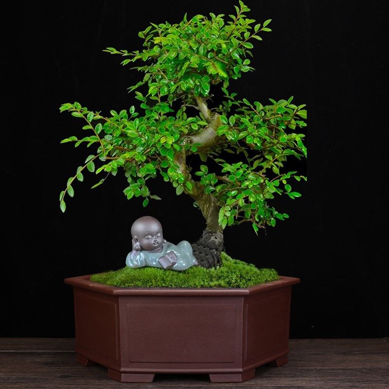 宜兴紫砂花盆精品陶瓷大号六方阳台种菜盆榕树竹子花卉盆景盆包邮