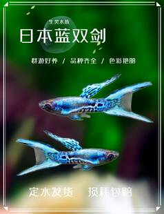 日本蓝双剑安格拉斯精灵孔雀鱼凤尾鱼热带鱼观赏鱼宠物淡水活体