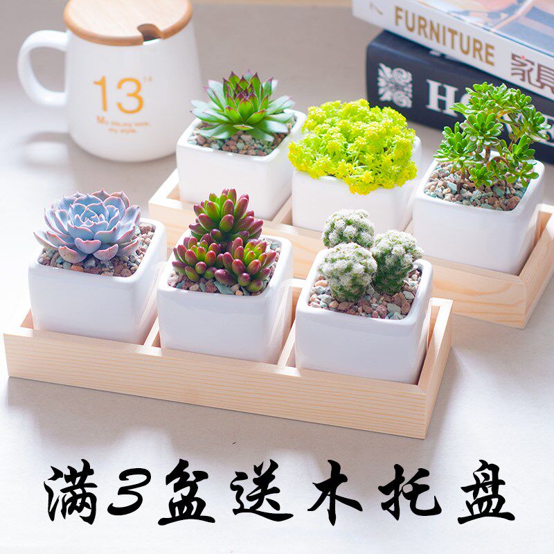 花卉新款室内多肉植物组合盆栽含盆土肉肉办公室盆栽绿色植物创意