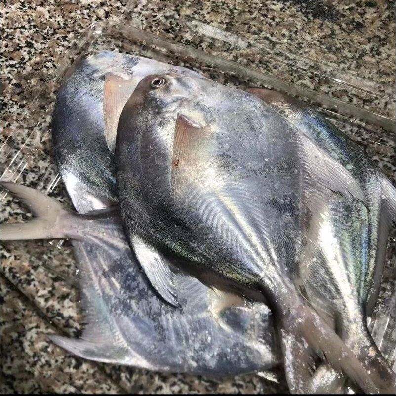 东海新鲜海捕银鲳鱼 4斤顺丰冷链包邮