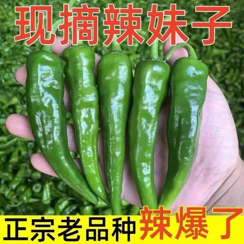 特辣爆辣辣妹子新鲜现摘辣椒薄皮青椒农家自种应季蔬菜产地直发