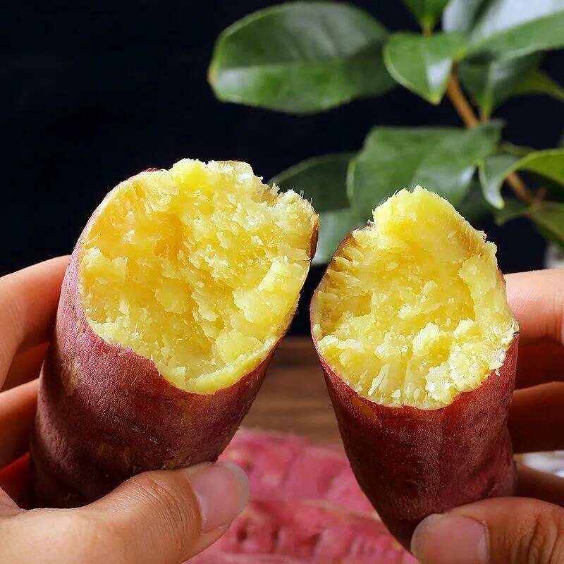 陕西正宗板栗红薯新鲜现挖粉面干甜小番薯地瓜烤红薯3-5-9斤净重