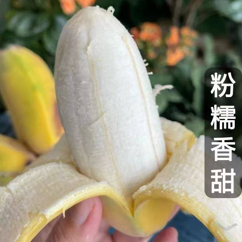 广西正宗苹果粉蕉新鲜现摘软糯香甜应季水果自然成熟香蕉B