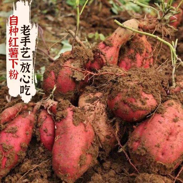 正宗信阳淮河纯手工红薯粉条山芋粉川粉地瓜粉红薯细粉猪肉炖粉条