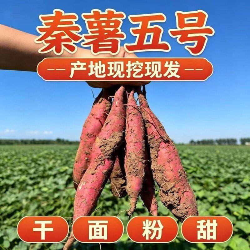 陕西西安临潼沙地现挖正宗板栗红薯板栗薯番薯新鲜黄心粉糯香甜