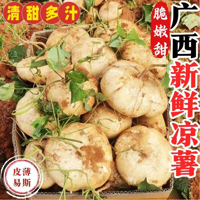 【自家沙土地】 沙地凉薯白地瓜地萝卜皮薄肉多现摘现挖脆甜多汁