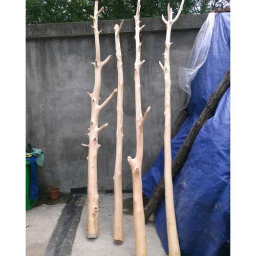 天然树枝乾装饰隔断造型树摆件MSR天然原乾燥屏树枝木风枯木橱窗