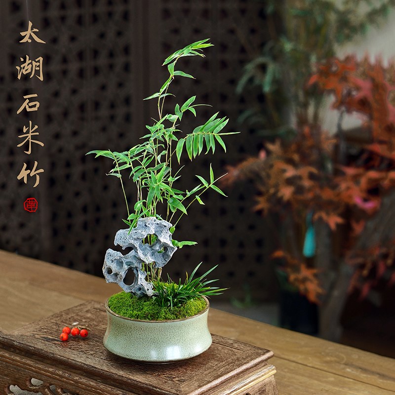 太湖石米竹菖蒲苔藓中式盆景办公室茶桌面耐阴好养竹子植物小盆栽