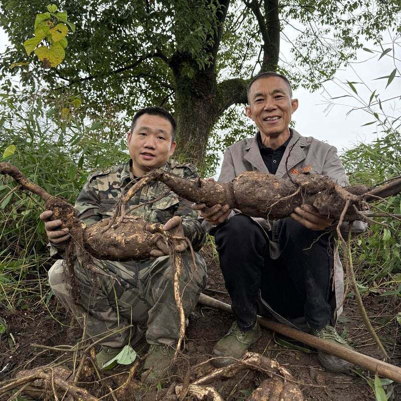 正宗葛根粉纯正葛粉冲泡饱腹代餐粉500g袋装自然生长葛根制粉