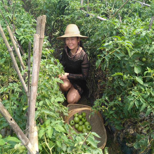 青西红柿现摘现发农家现摘产地直发绿色番茄做菜酸爽可口开胃下饭