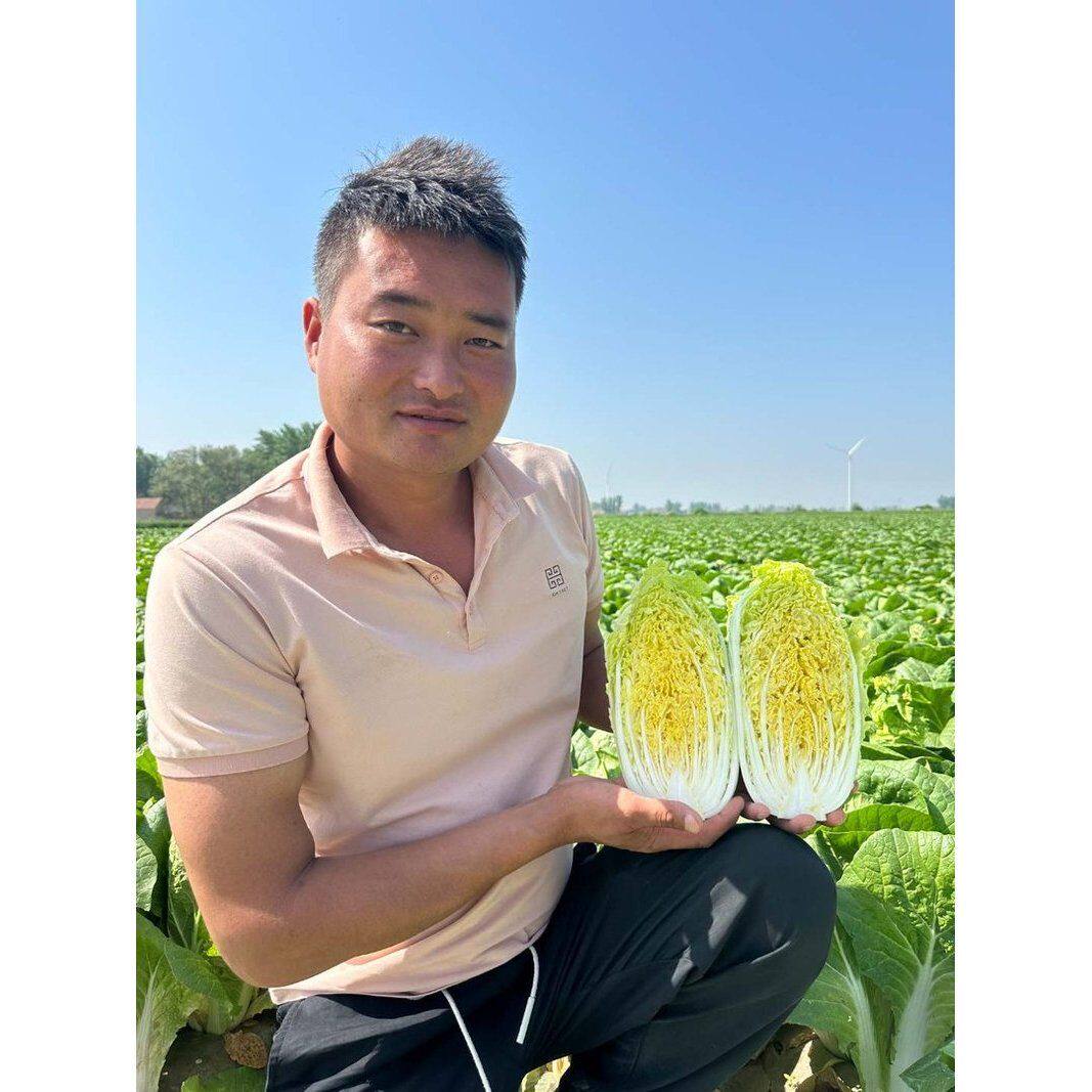 甘肃高原露天种植新鲜现挖现发黄心娃娃菜l绿色蔬菜健康五斤