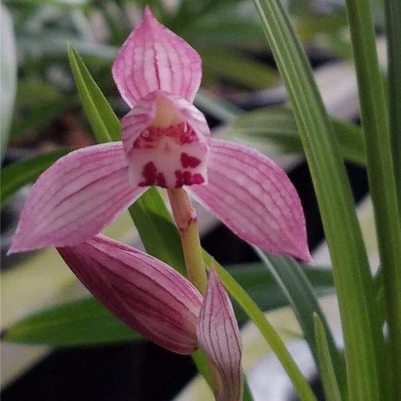 新津胭脂 春剑兰花苗盆栽 浓香室内绿植花卉兰草