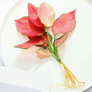 吉利红水培植物如意皇后花盆栽室内办公室净化空气观叶阳台好养活