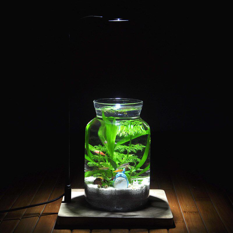观赏生态瓶鱼微景观免换水生态缸小虾螺diMy水族办公室桌面小鱼缸