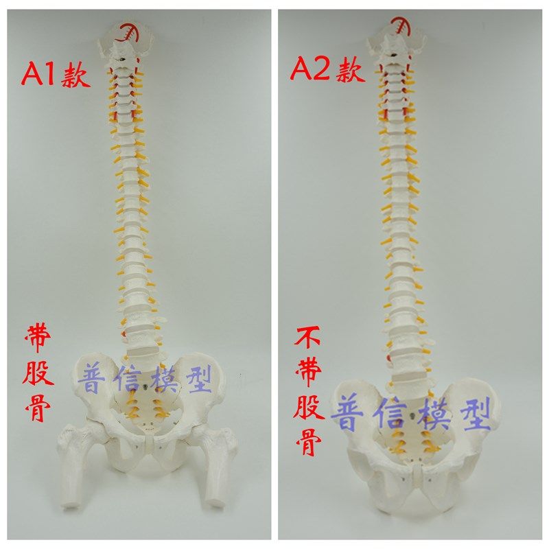 普信 人体脊椎模型n带骨盆股骨 人体骨骼 可弯曲活动挂式脊柱模型