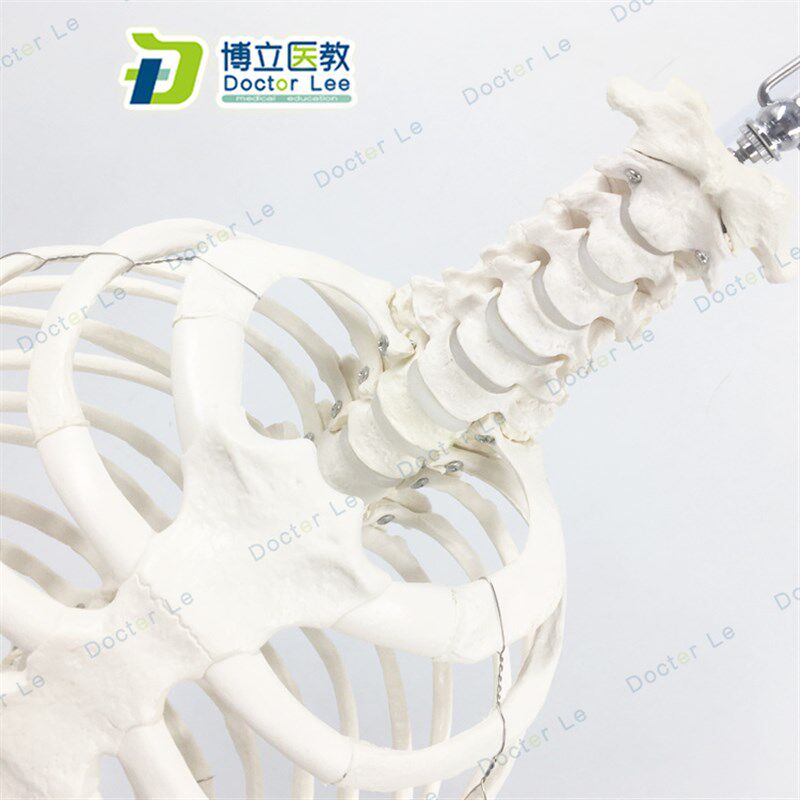 医学人体脊柱胸廓结构模型 脊椎整骨胸G骨肋骨胸腔骼 骶骨尾骨模