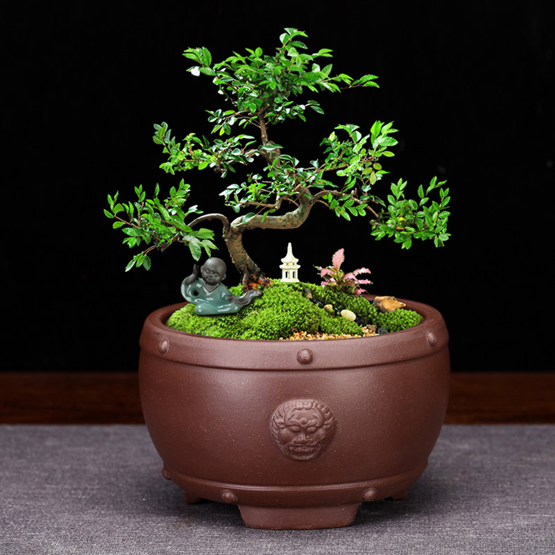 精品紫砂兽头多肉小花盆家用简约陶瓷古典桌面绿植盆景盆菖蒲特价