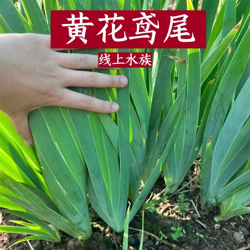 常绿鸢尾黄菖蒲苗水生植物四季耐寒挺水观花绿化挺水植物黄花鸢尾图片